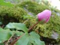 Paeonia morisii